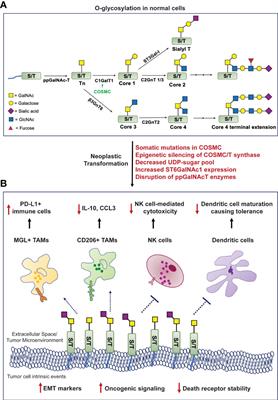 The (Sialyl) Tn antigen: Contributions to immunosuppression in gastrointestinal cancers